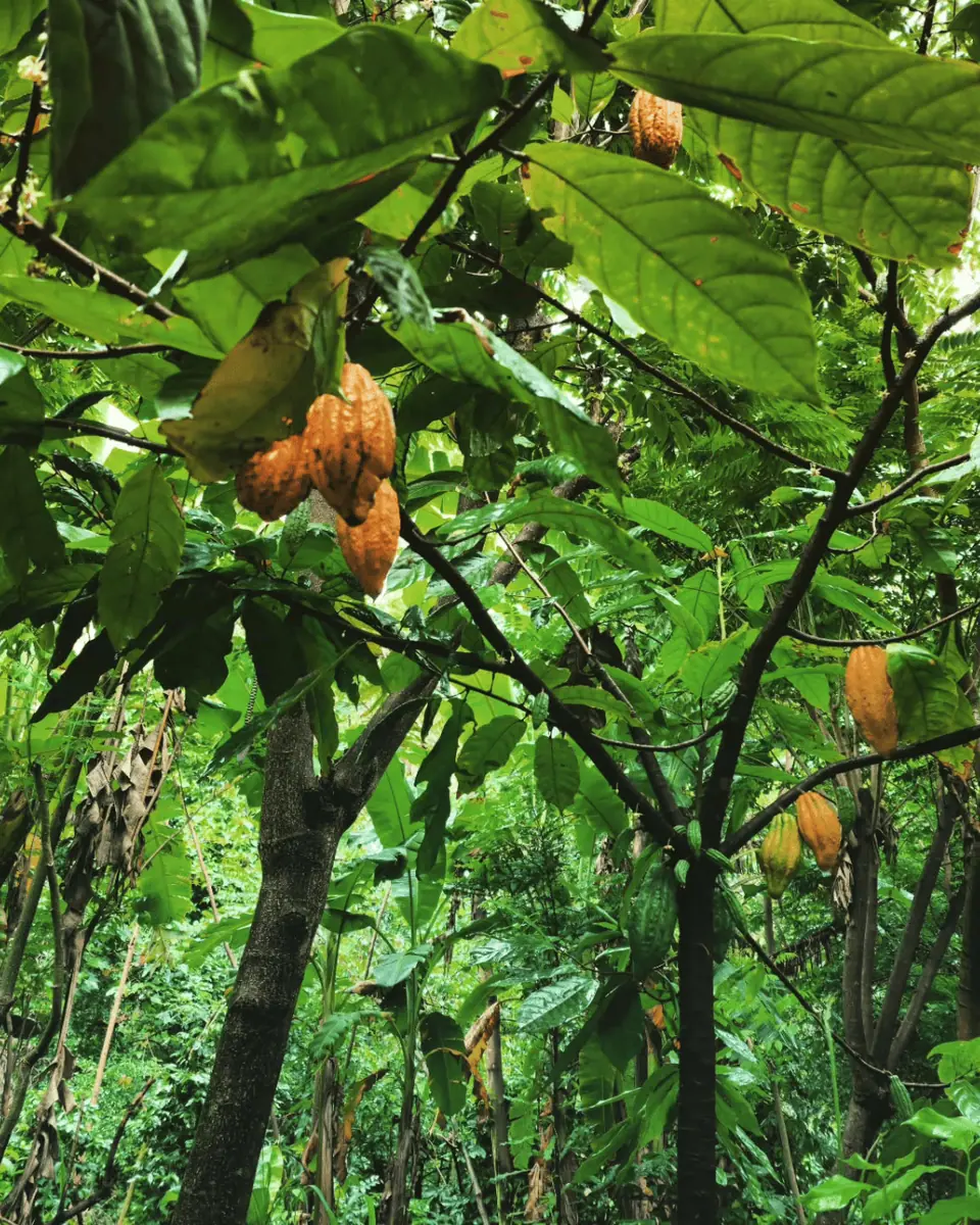 Flor e Ser Soluções Ecológicas