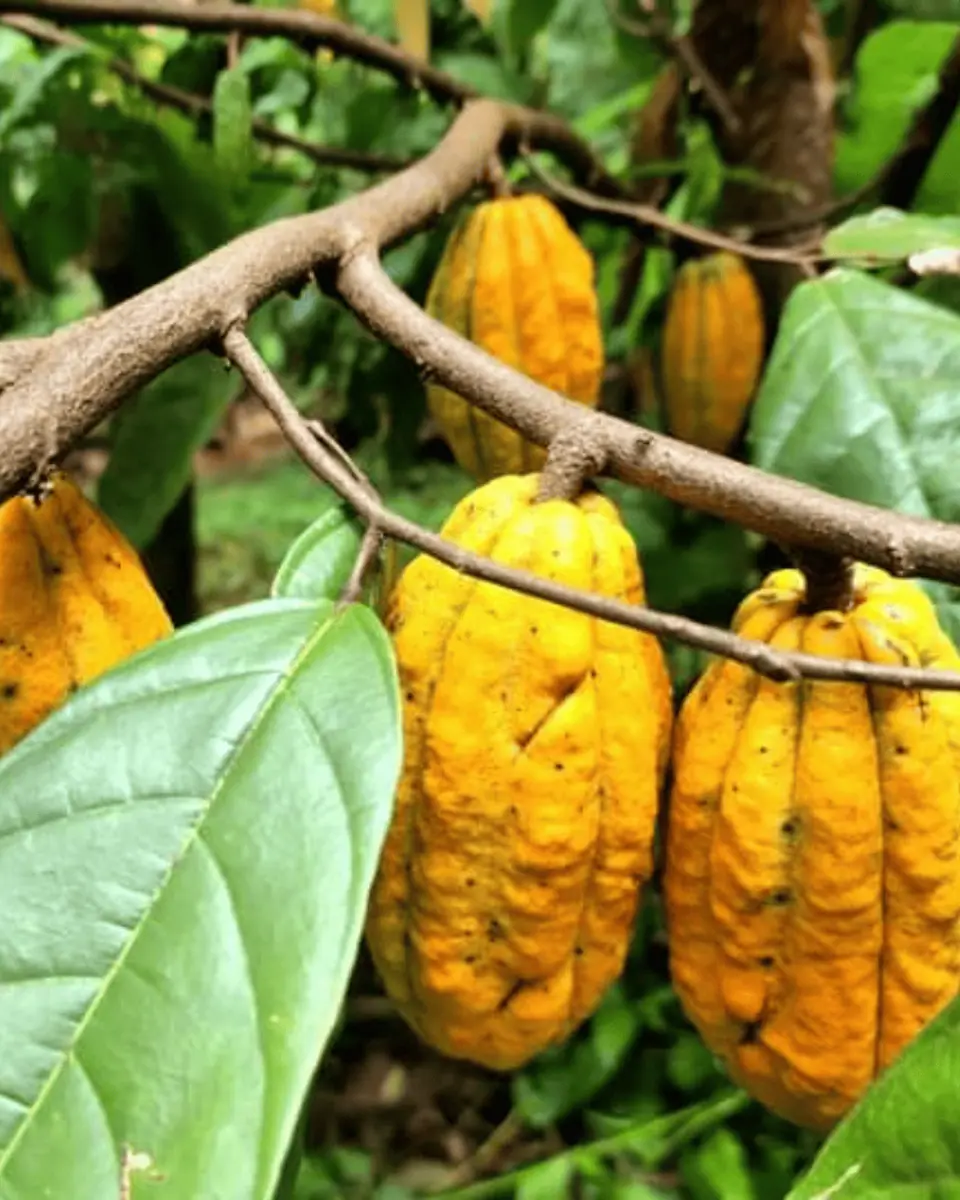 Sistemas Agroflorestais e Agricultura Regenerativa