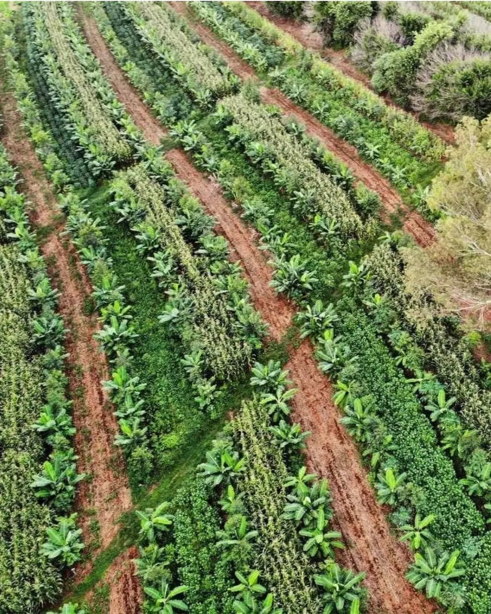 Sistemas Agroflorestais e Agricultura Regenerativa