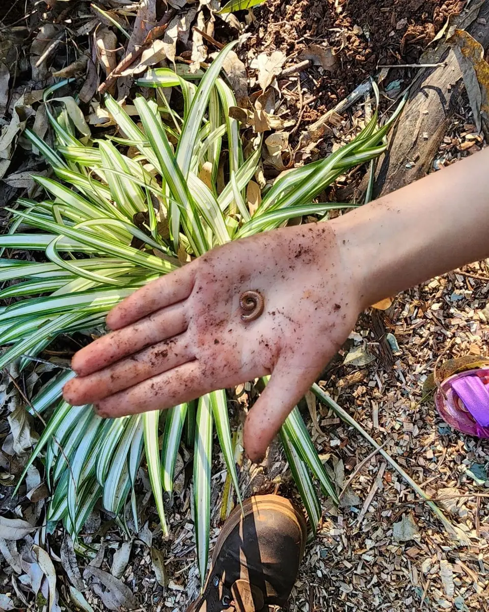 Projeto Escolas Vivas — acervo Flor e Ser