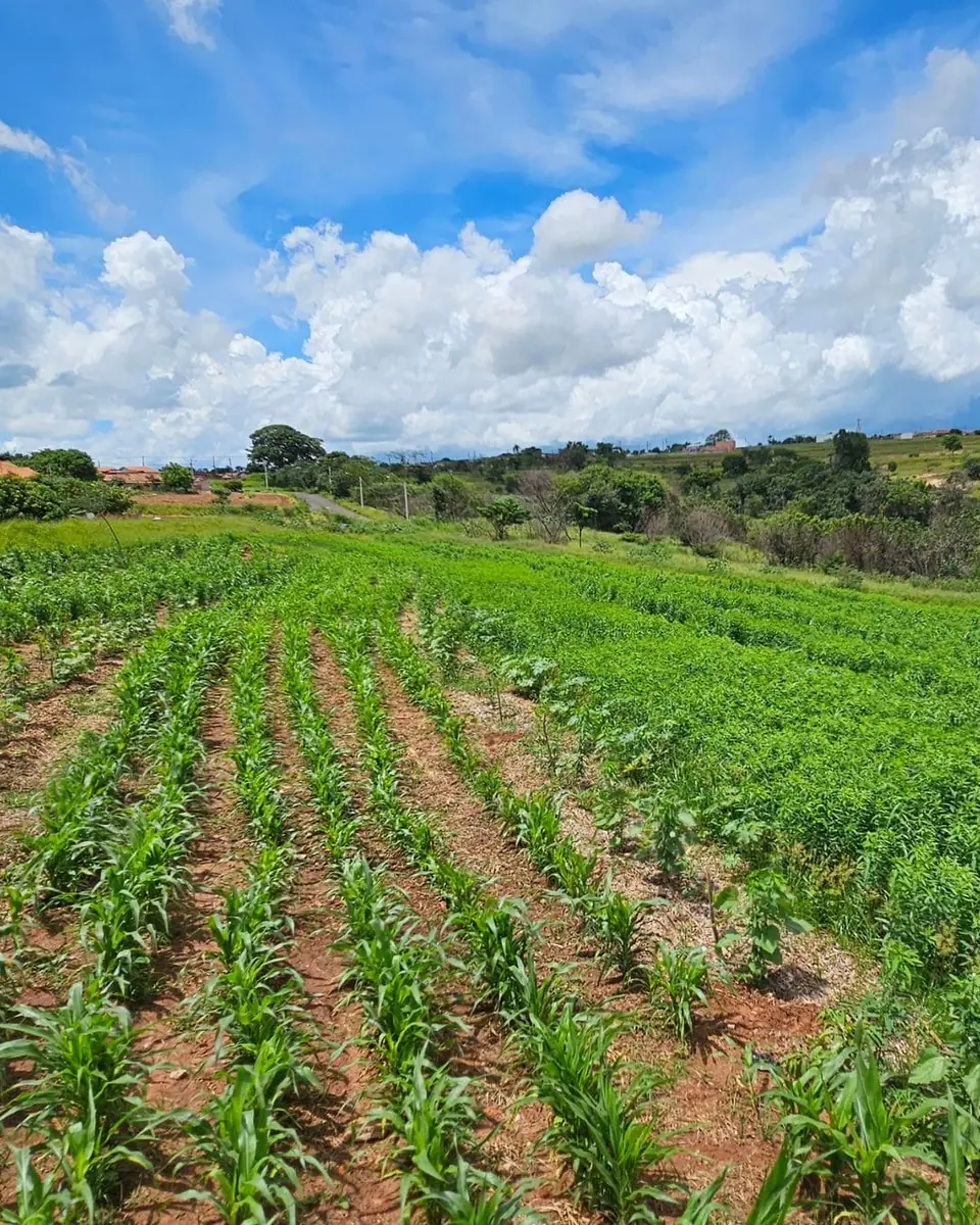 Projeto Floresta Viva