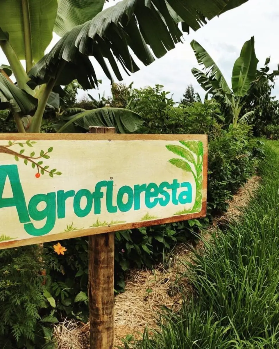 Sistemas Agroflorestais e Agricultura Regenerativa