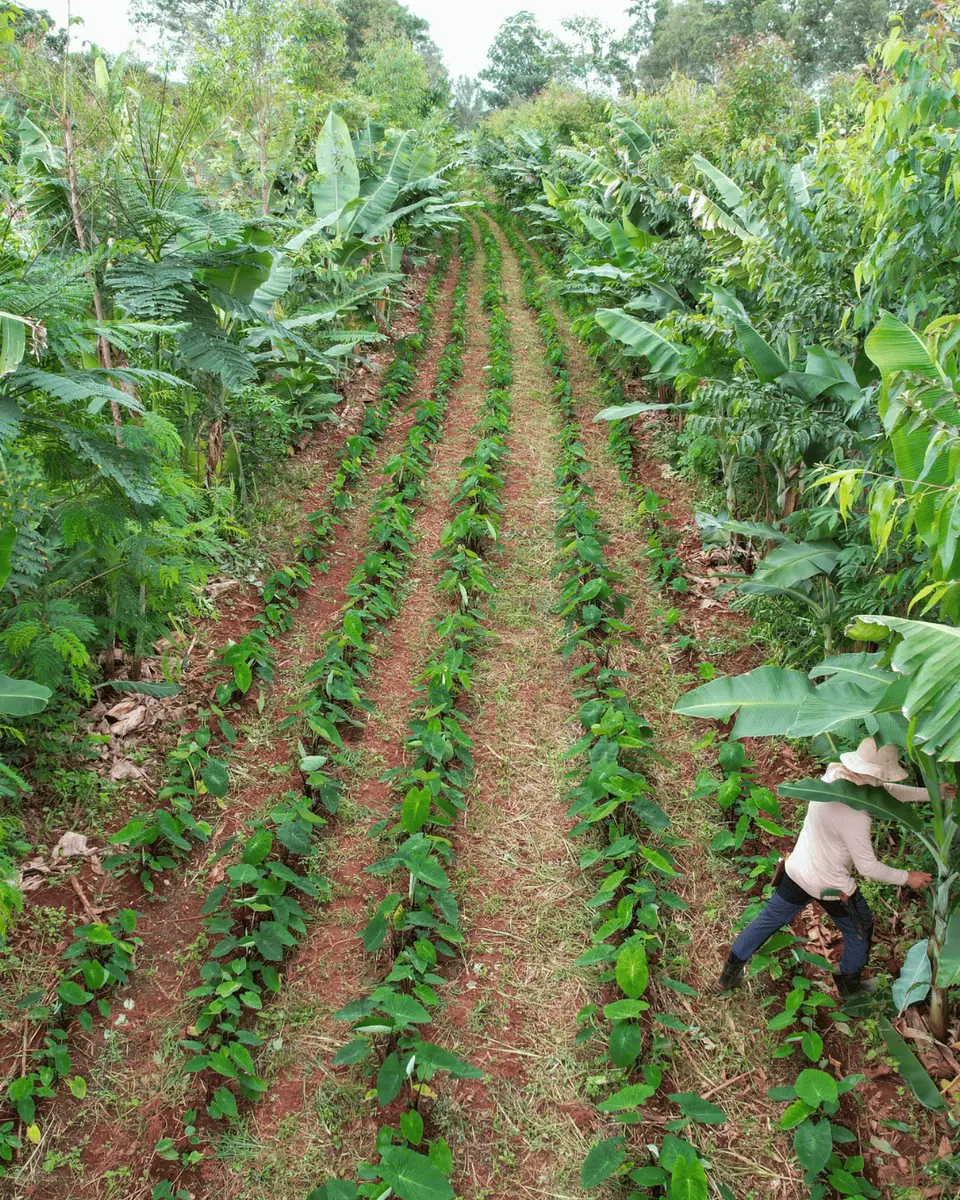 Sistemas Agroflorestais e Agricultura Regenerativa