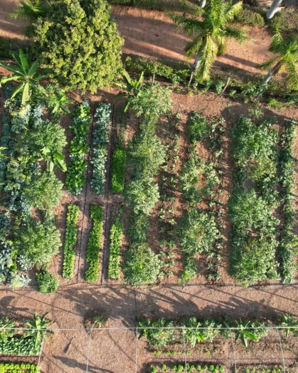Sistemas Agroflorestais e Agricultura Regenerativa