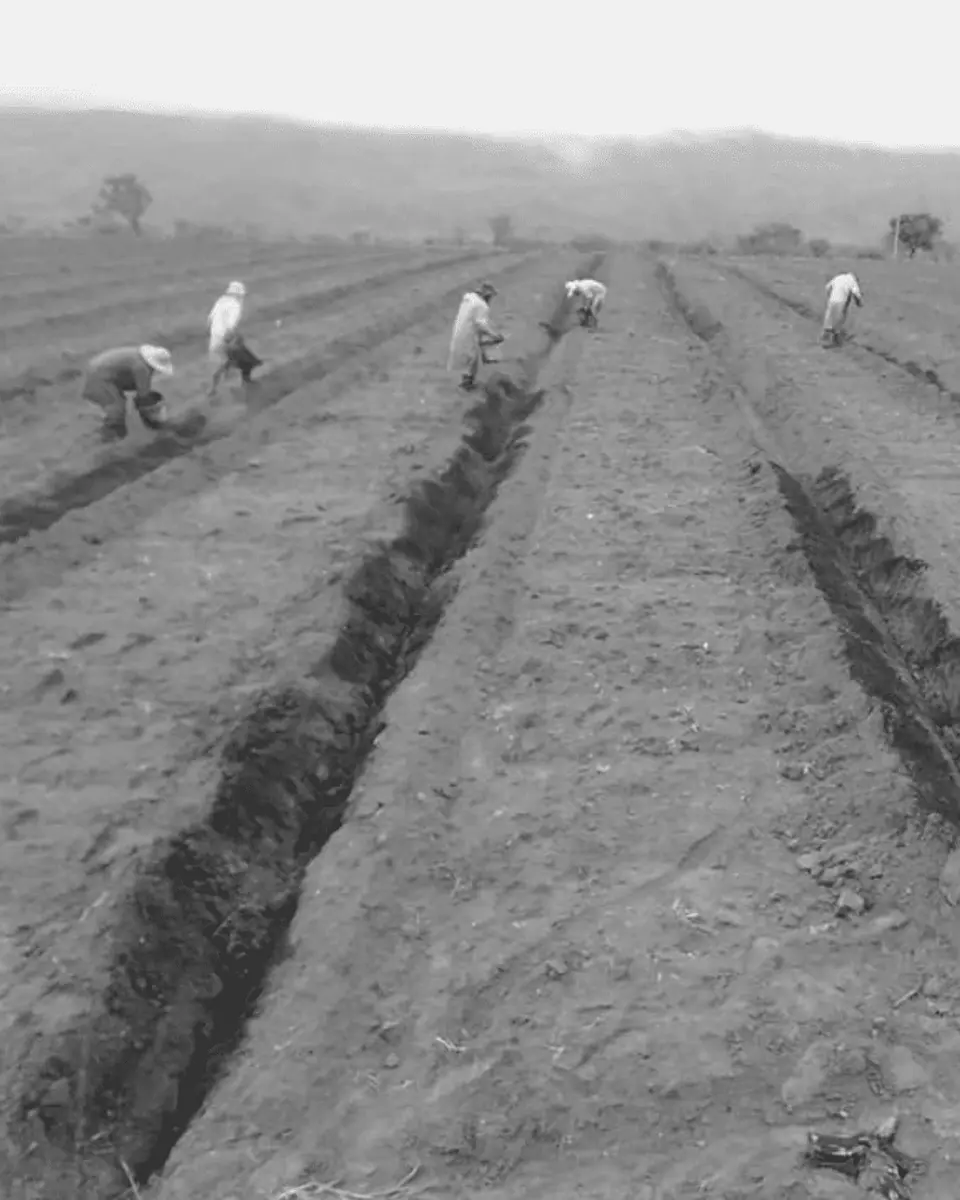 Sistemas Agroflorestais e Agricultura Regenerativa