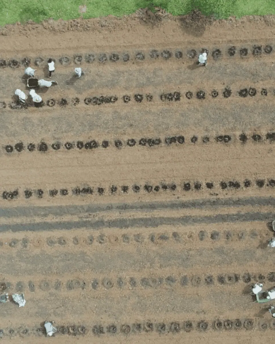 Sistemas Agroflorestais e Agricultura Regenerativa