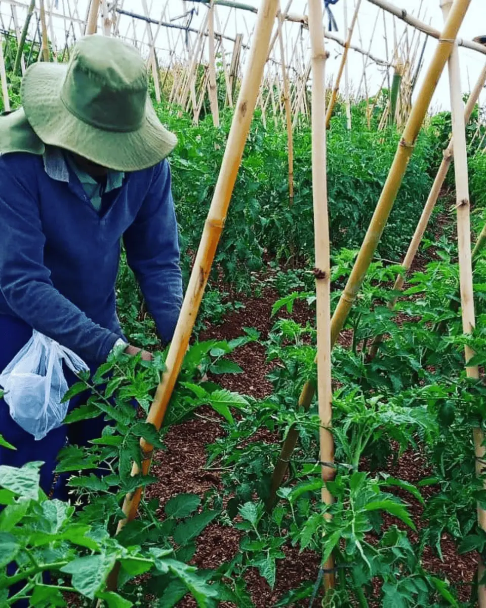 Sistemas Agroflorestais e Agricultura Regenerativa