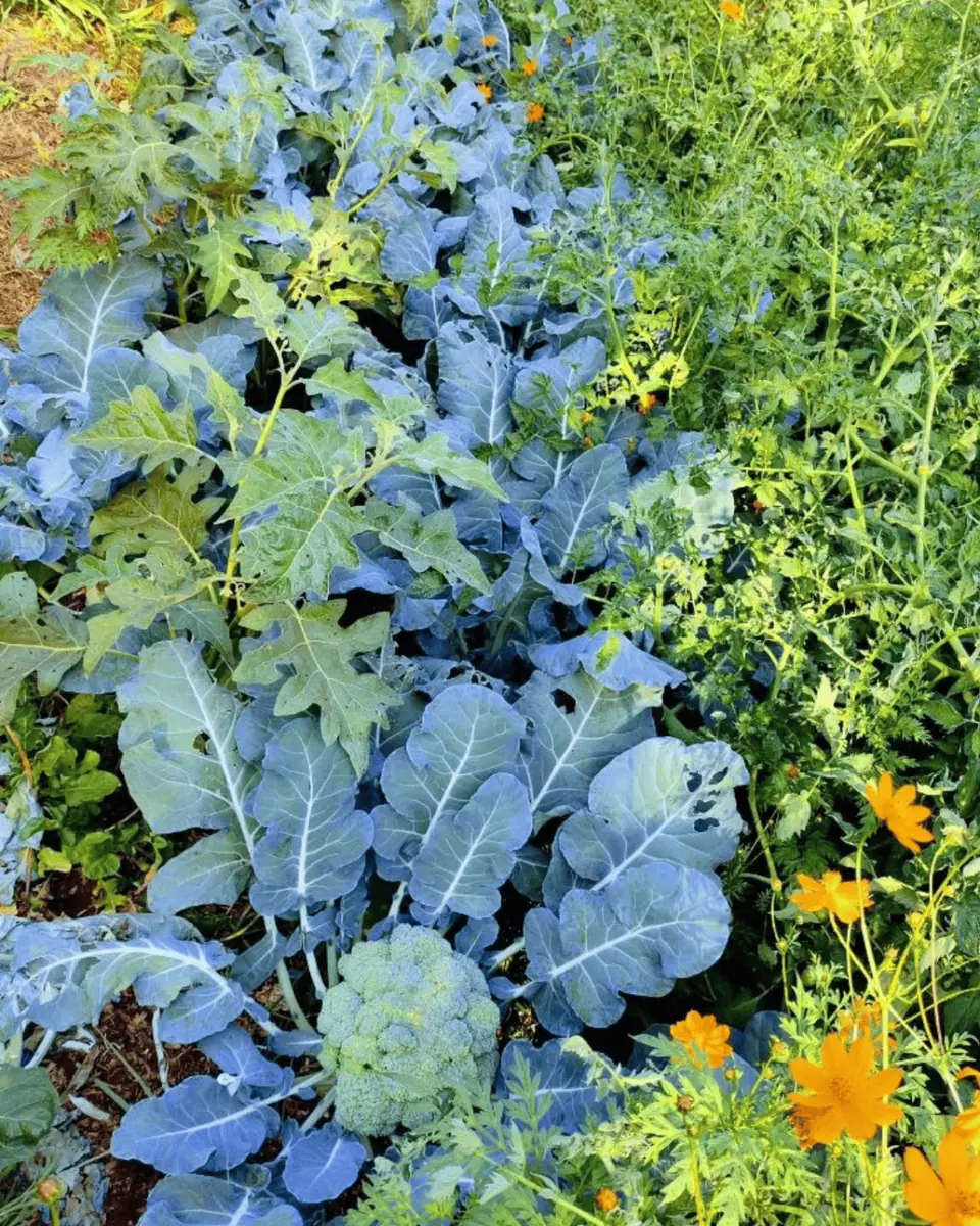 Flor e Ser Soluções Ecológicas