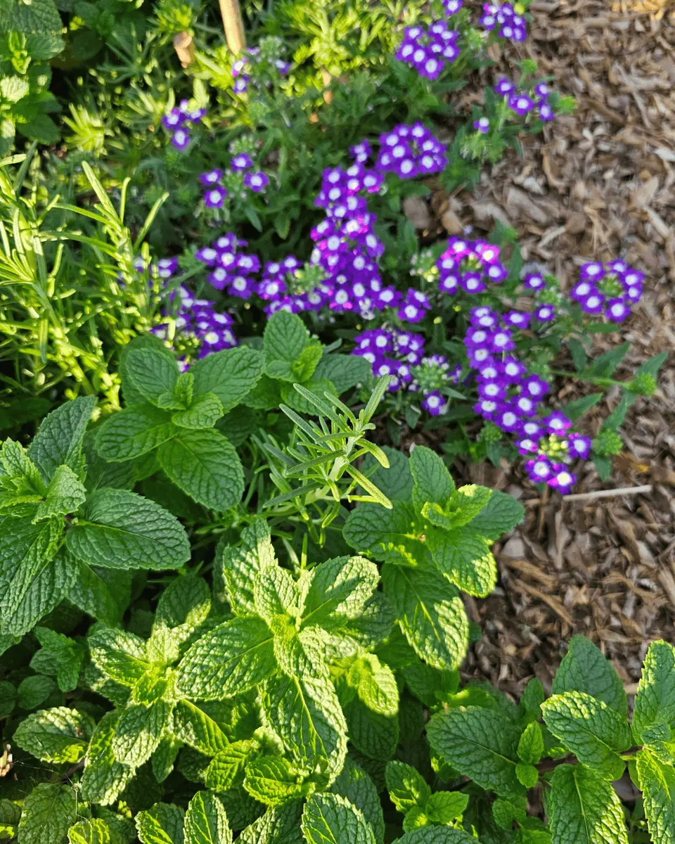 Paisagismo Ecológico e Jardins Regenerativos