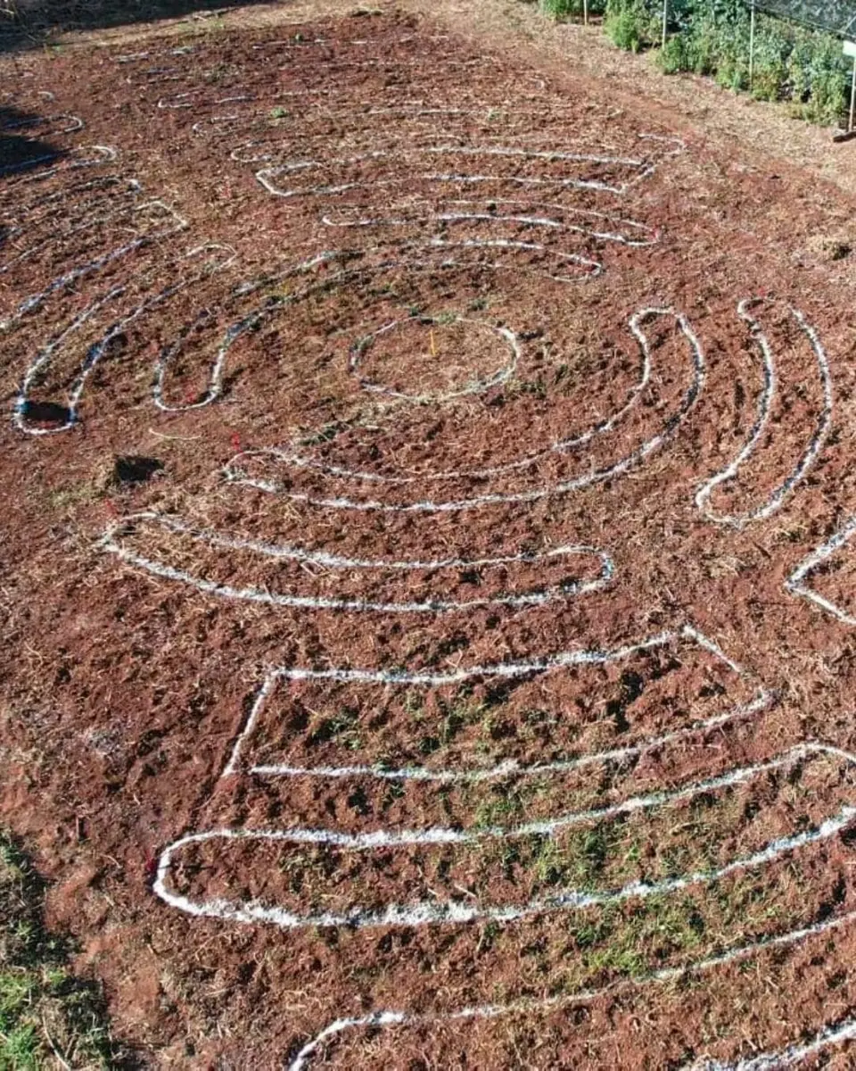 Sistemas Agroflorestais e Agricultura Regenerativa