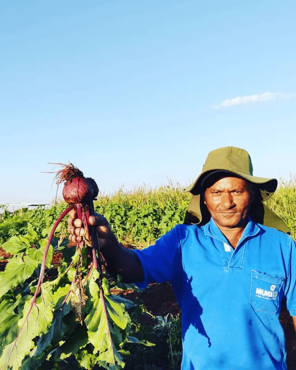 Sistemas Agroflorestais e Agricultura Regenerativa