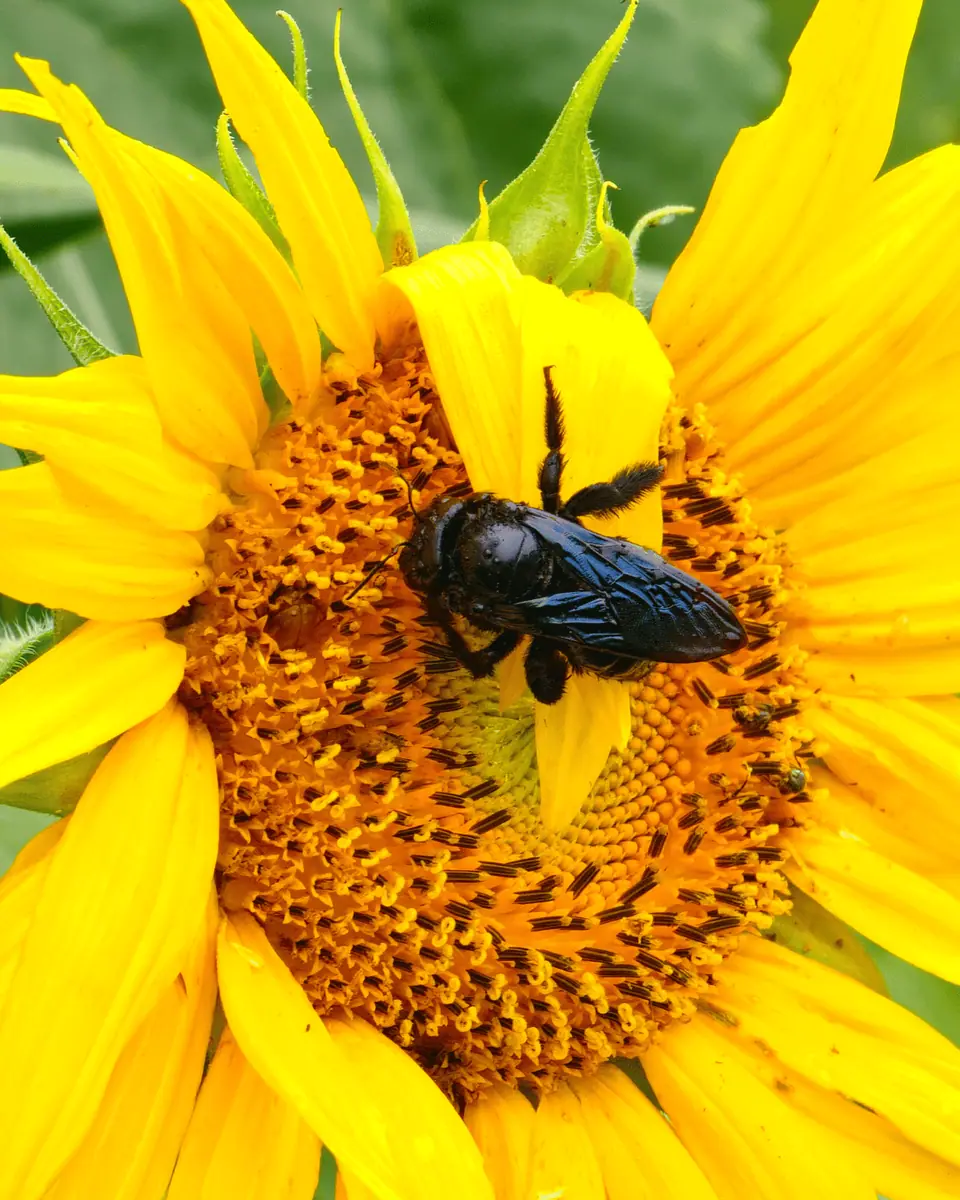 Paisagismo Ecológico e Jardins Regenerativos