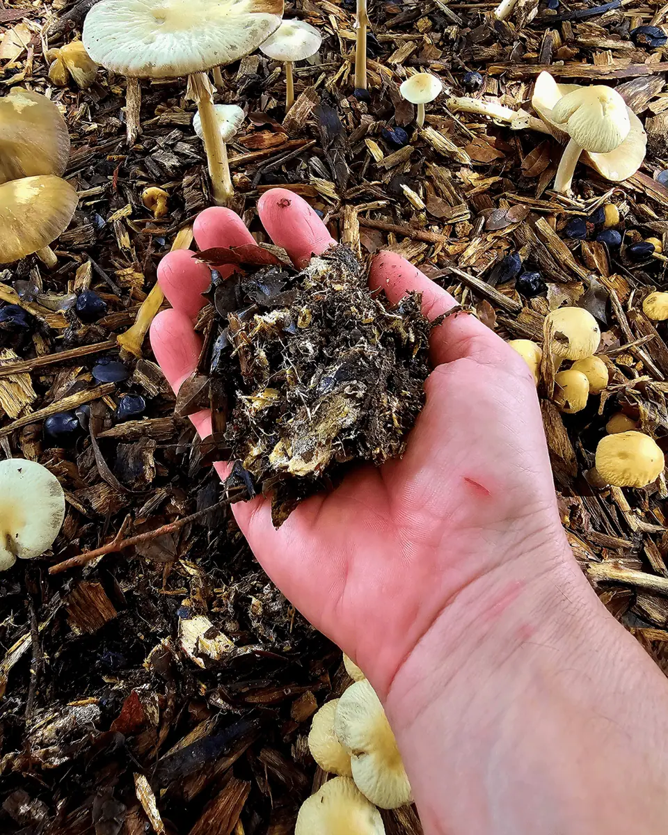 Sistemas Agroflorestais e Agricultura Regenerativa