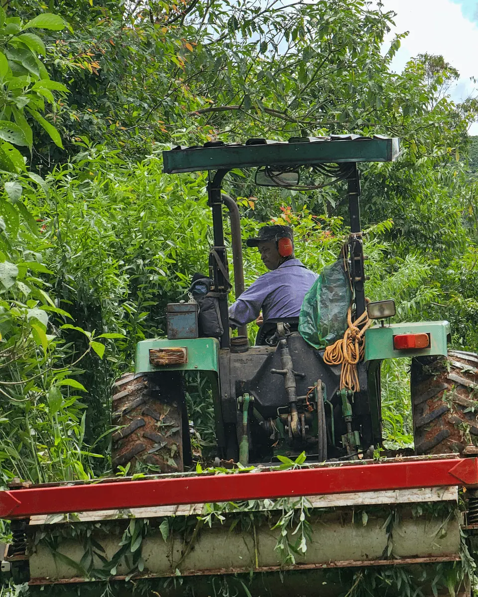 Sistemas Agroflorestais e Agricultura Regenerativa