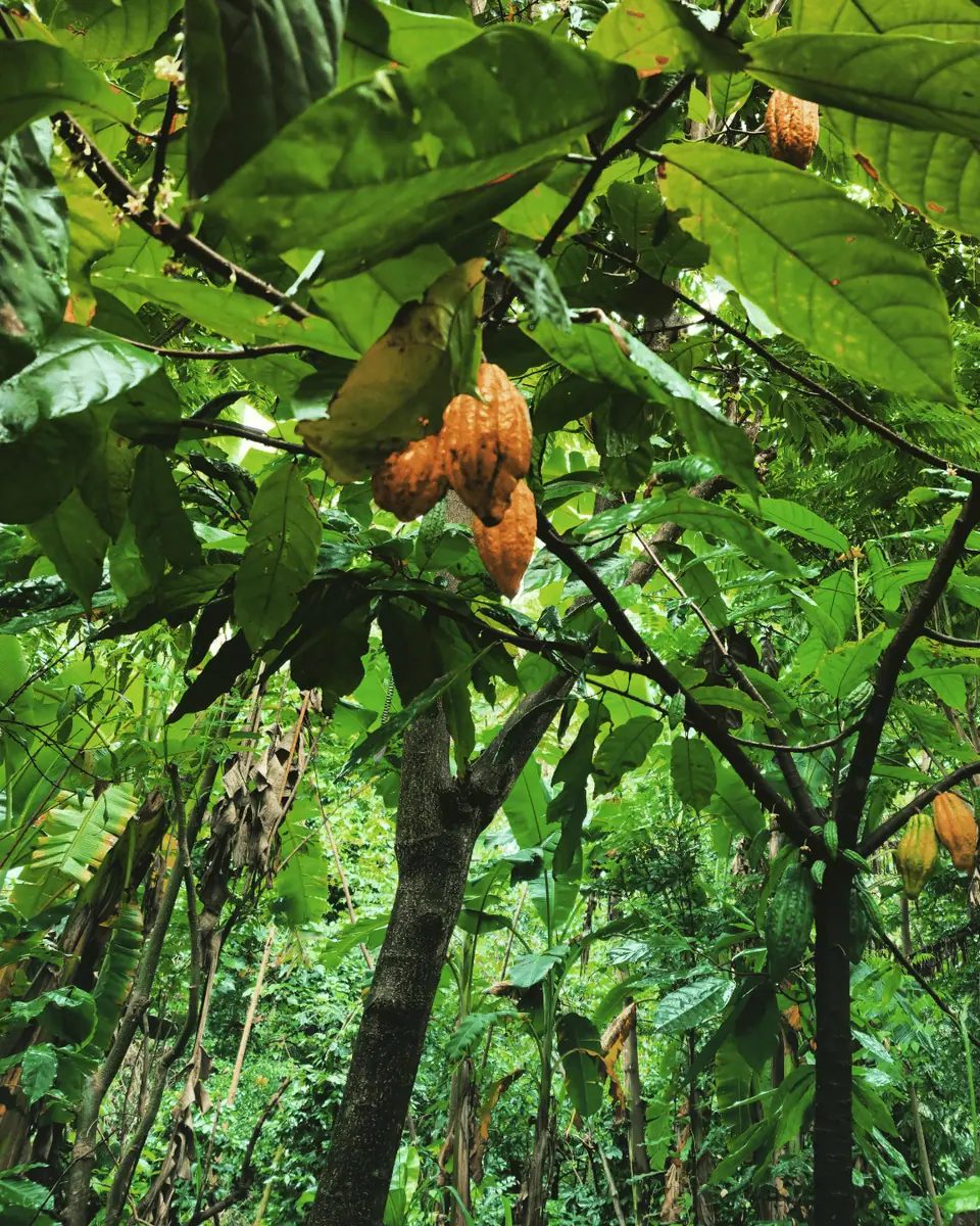 Sistemas Agroflorestais e Agricultura Regenerativa