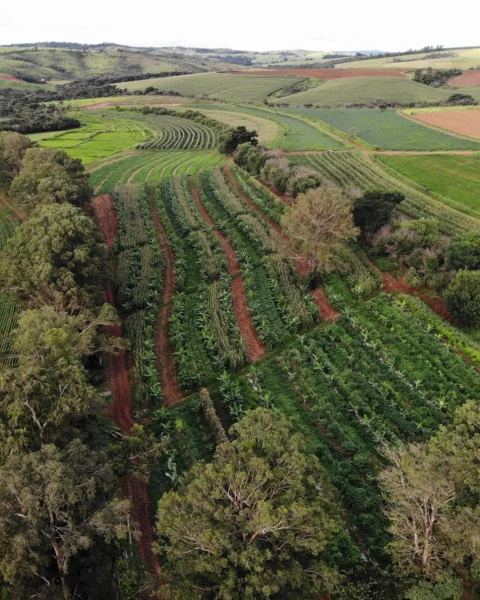 Sistemas Agroflorestais e Agricultura Regenerativa