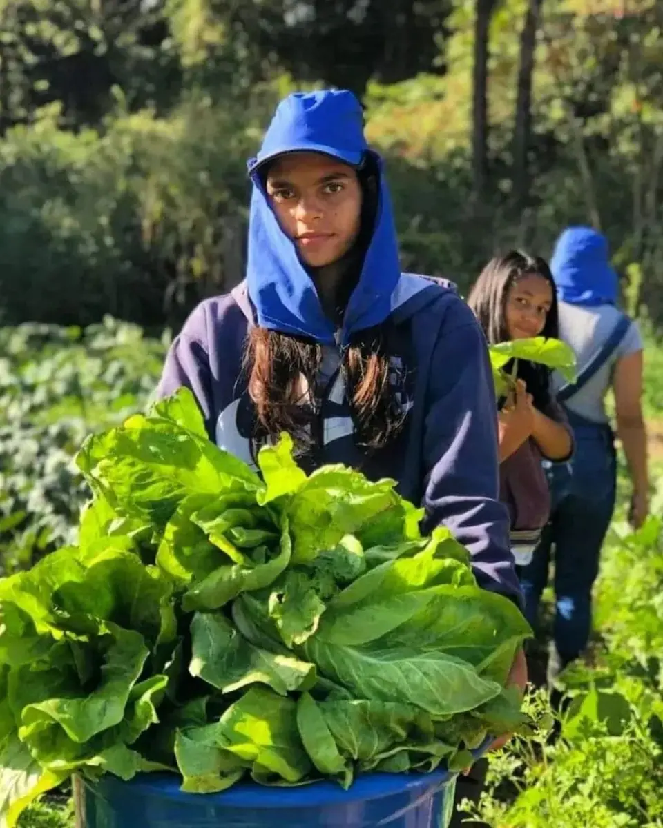 Sistemas Agroflorestais e Agricultura Regenerativa