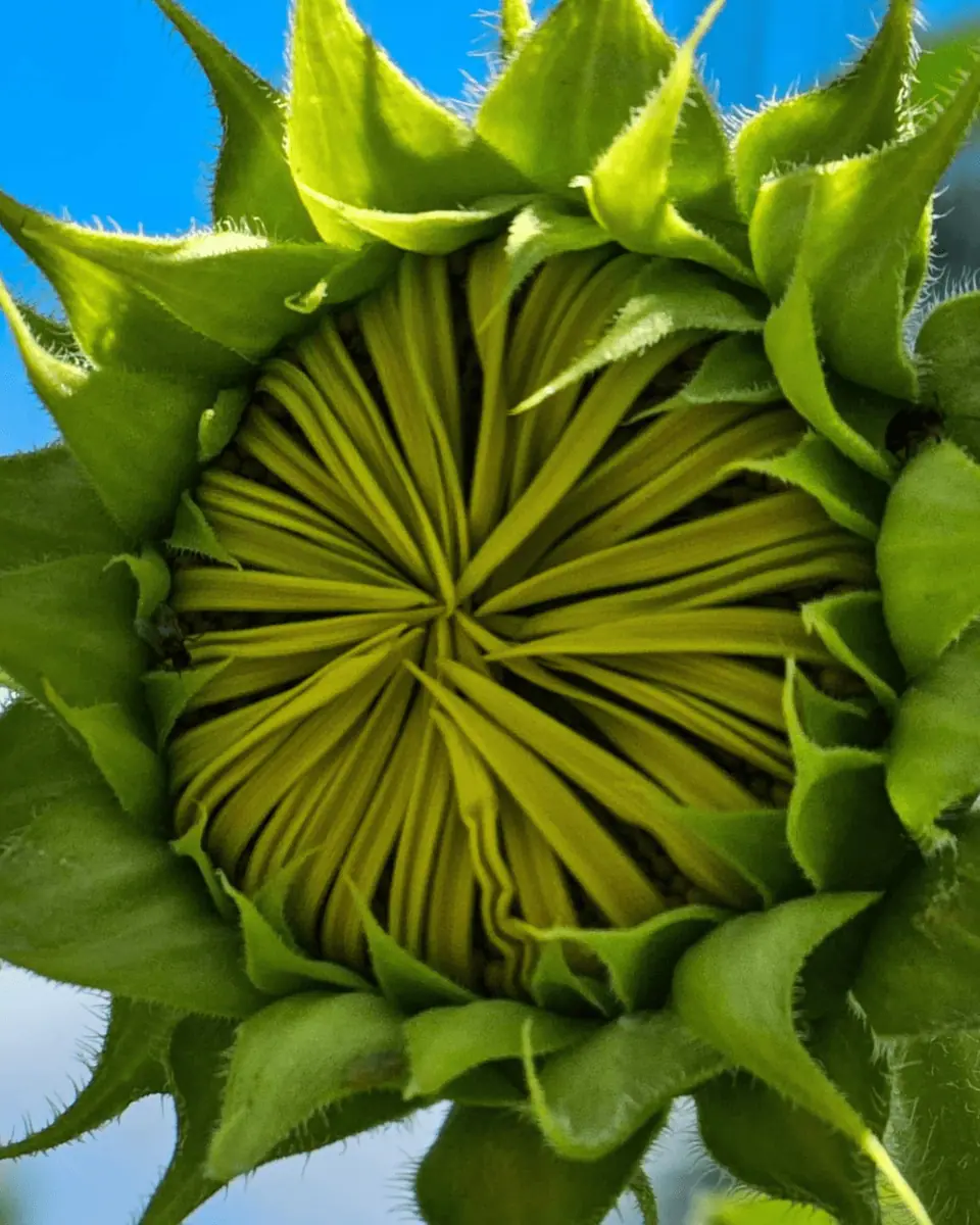Sistemas Agroflorestais e Agricultura Regenerativa