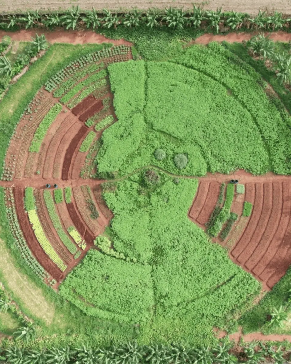 Sistemas Agroflorestais e Agricultura Regenerativa