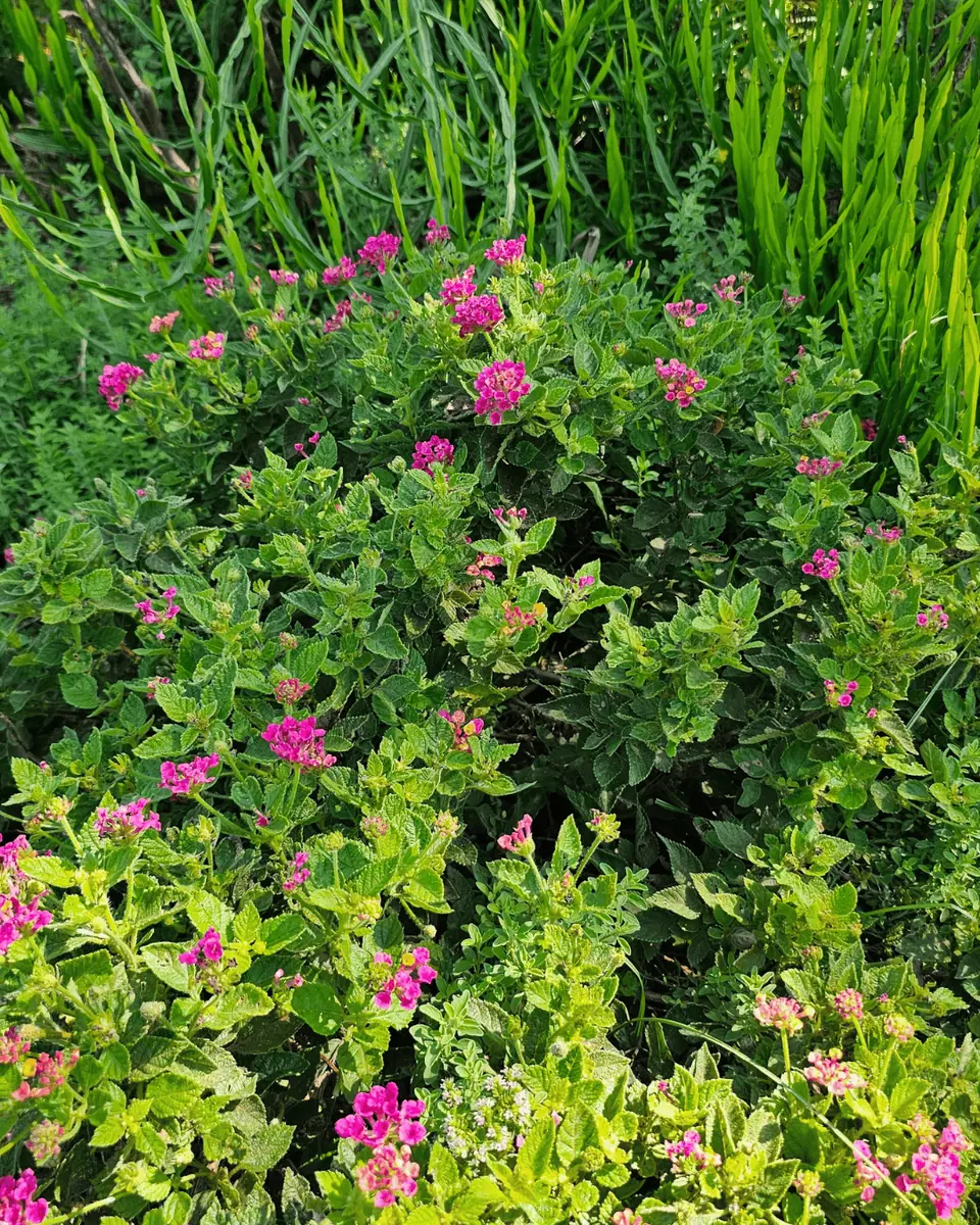Paisagismo Ecológico e Jardins Regenerativos