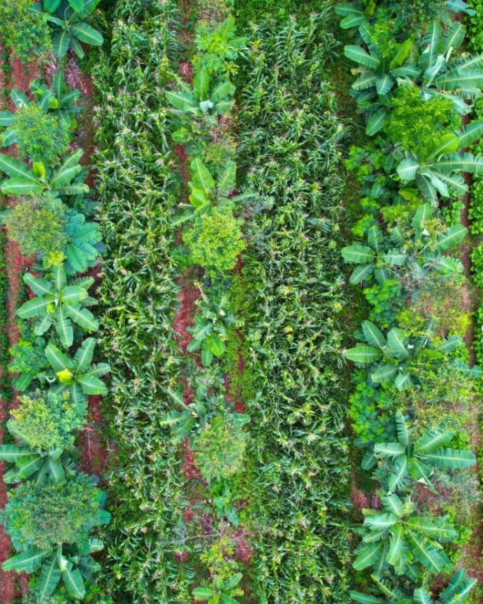 Sistemas Agroflorestais e Agricultura Regenerativa