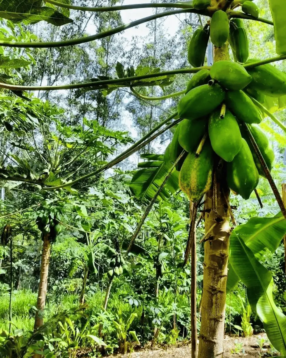 Sistemas Agroflorestais e Agricultura Regenerativa