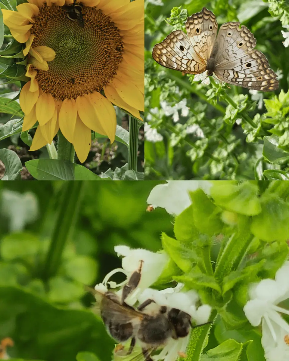 Paisagismo Ecológico e Jardins Regenerativos