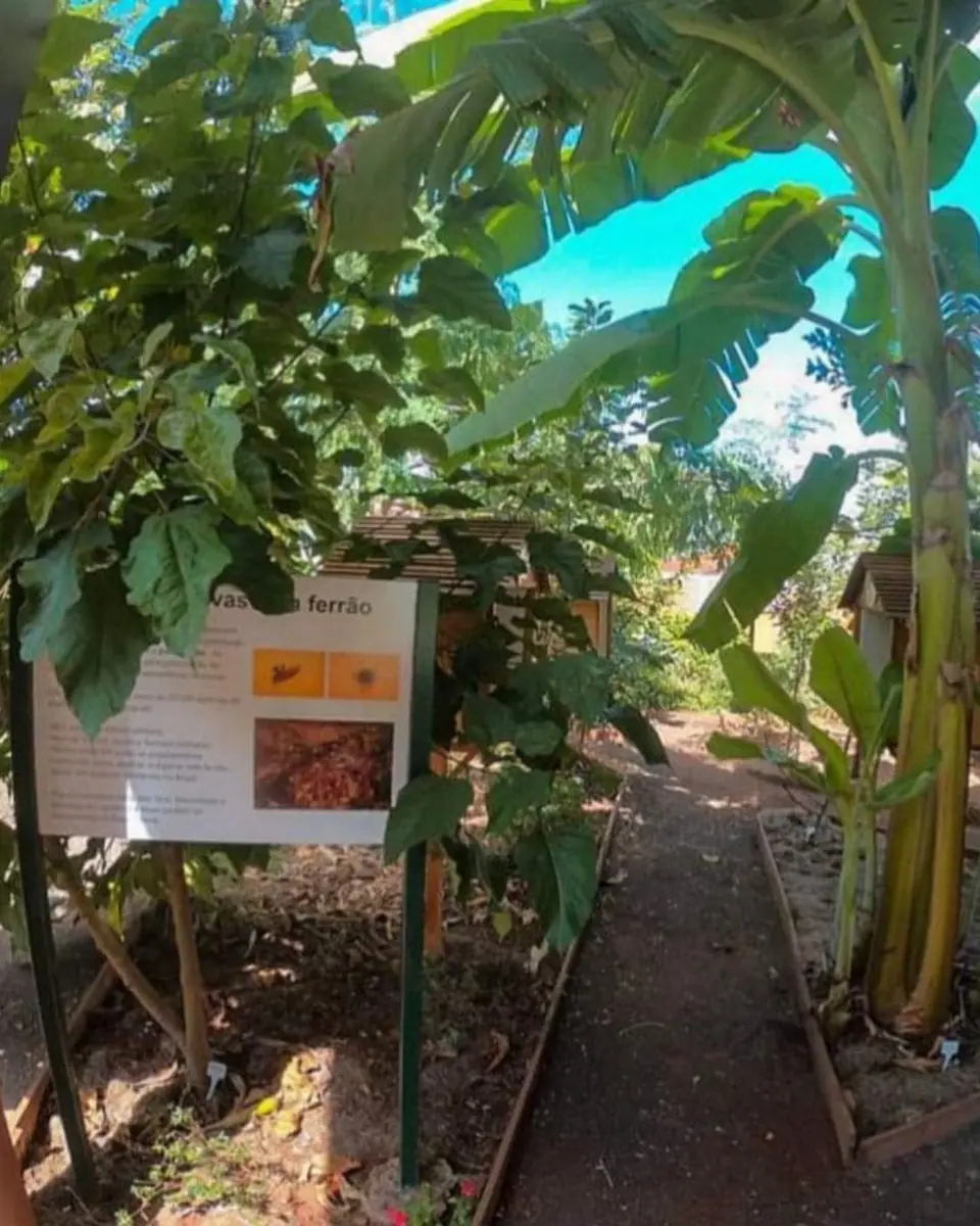 Sistemas Agroflorestais e Agricultura Regenerativa