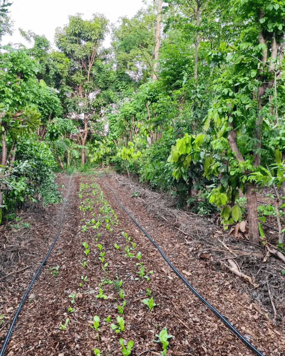 Sistema agroflorestal — acervo Flor e Ser